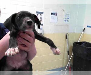 Labrador Retriever-Plott Hound Mix Dogs for adoption in Tulsa, OK, USA