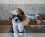 Small Photo #5 Shih Tzu-Zuchon Mix Puppy For Sale in GREENWOOD, WI, USA