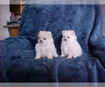 Small #3 Pomeranian