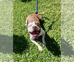 Small #8 American Pit Bull Terrier Mix