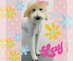 Small Photo #1 Goldendoodle Puppy For Sale in MORENO VALLEY, CA, USA