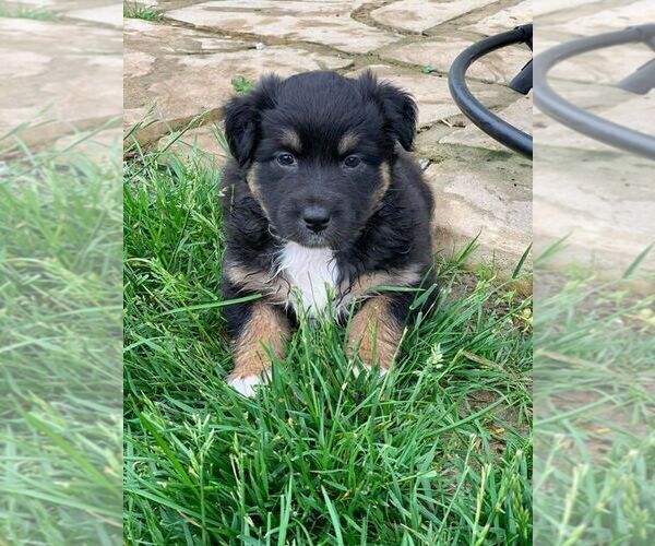 Medium Photo #9 Australian Shepherd Puppy For Sale in CARMEL, IN, USA