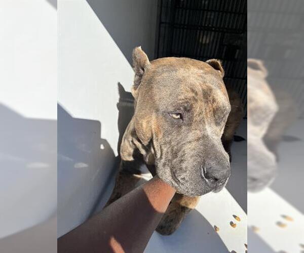 Medium Photo #1 Mutt Puppy For Sale in Houston, TX, USA