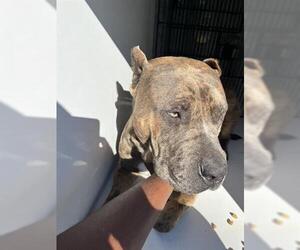 Mutt Dogs for adoption in Houston, TX, USA