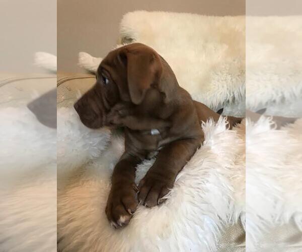 Medium Photo #1 American Bully-Labrador Retriever Mix Puppy For Sale in BLAINE, WA, USA