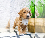 Small Photo #26 Poodle (Toy) Puppy For Sale in SYRACUSE, IN, USA