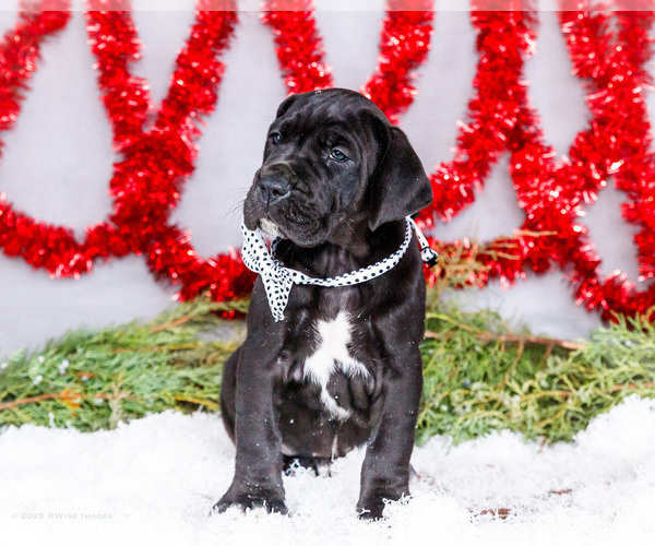 Medium Photo #9 Great Dane Puppy For Sale in WAKARUSA, IN, USA