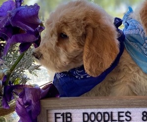 Poodle (Standard)-Shepadoodle Mix Puppy for Sale in COPPEROPOLIS, California USA