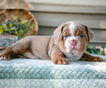 Small #2 Beabull