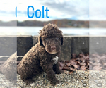 Puppy Colt Portuguese Water Dog