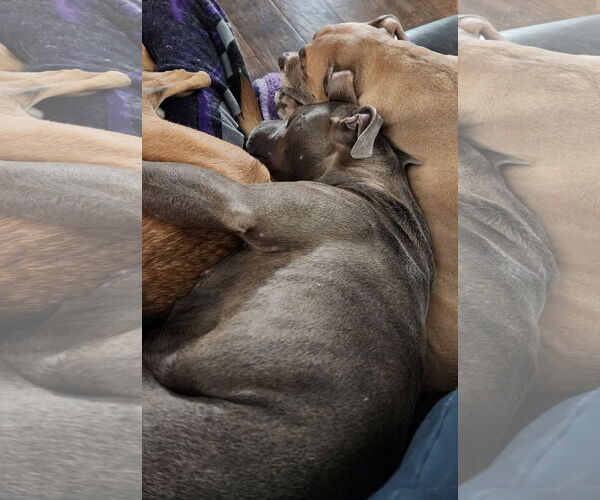 Medium Photo #11 American Pit Bull Terrier-Unknown Mix Puppy For Sale in Farmington, MN, USA