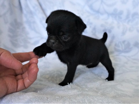 Medium Photo #3 Pug Puppy For Sale in CATLETT, VA, USA