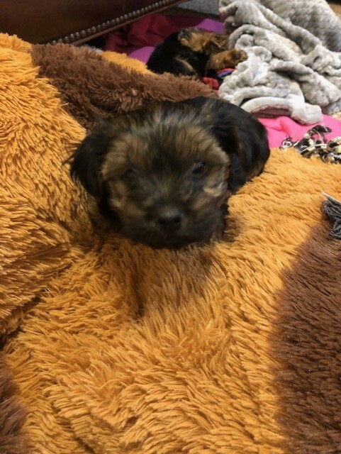 Medium Photo #2 Yorkshire Terrier Puppy For Sale in AMARILLO, TX, USA