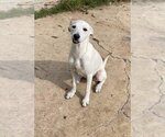 Small #2 Labrador Retriever Mix