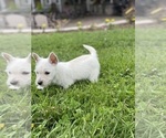 Small #5 West Highland White Terrier