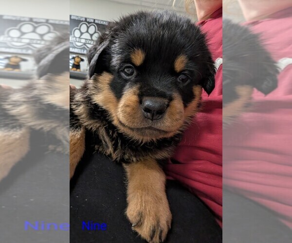 Medium Photo #11 Rottweiler Puppy For Sale in CANDIA, NH, USA