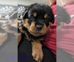 Small #10 Rottweiler