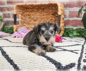 Schnauzer (Miniature) Puppy for sale in SYRACUSE, IN, USA