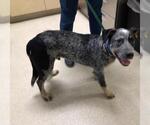 Small Mutt