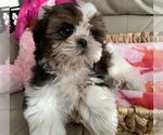Puppy 1 Shih Tzu