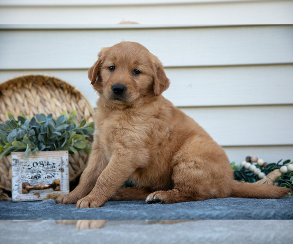 Medium Photo #8 Golden Retriever Puppy For Sale in NAPPANEE, IN, USA