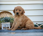 Small Photo #8 Golden Retriever Puppy For Sale in NAPPANEE, IN, USA
