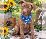 BEAR - Male Labrador Retriever Dog for Adoption - Small photo