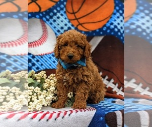 Poodle (Miniature) Puppy for sale in QUARRYVILLE, PA, USA