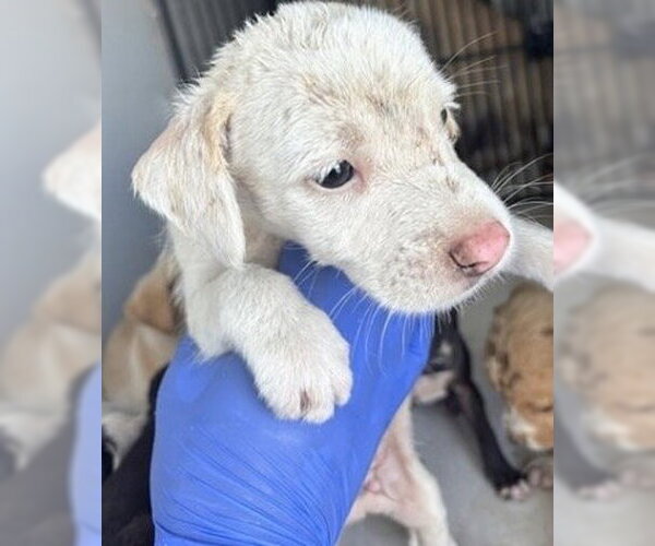 Medium Photo #1 Labrador Retriever-Unknown Mix Puppy For Sale in Houston, TX, USA
