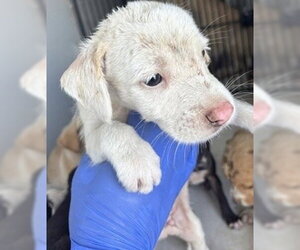 Labrador Retriever-Unknown Mix Dogs for adoption in Houston, TX, USA