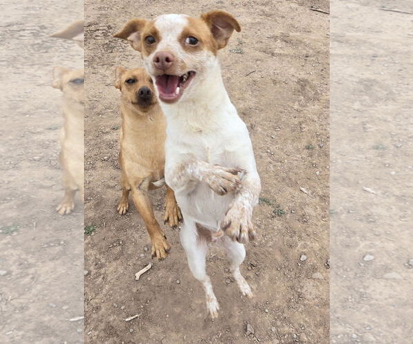 Medium Photo #3 American Rat Pinscher Puppy For Sale in Peralta, NM, USA