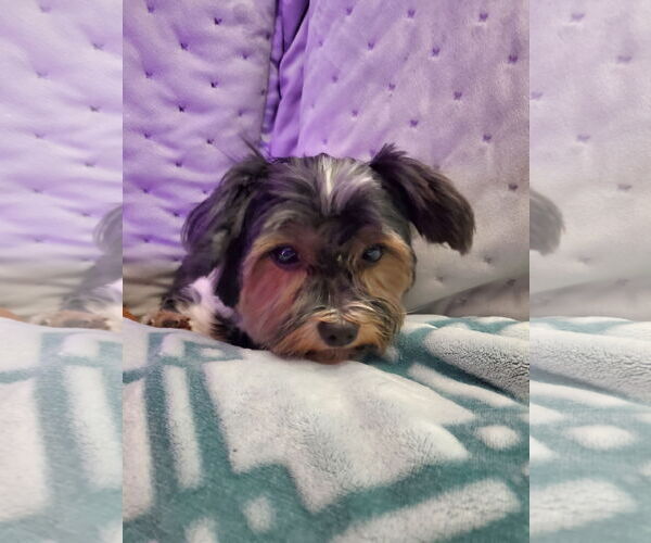 Medium Photo #5 Mutt Puppy For Sale in St. Louis Park, MN, USA