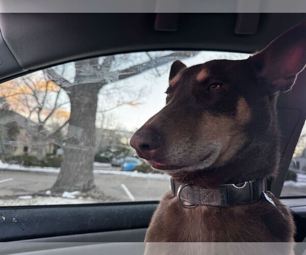 Medium Photo #3 Doberman Pinscher-Unknown Mix Puppy For Sale in Fort Collins, CO, USA