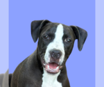 Small #5 American Pit Bull Terrier-Labrador Retriever Mix