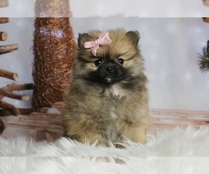Pomeranian Puppy for sale in WARSAW, IN, USA