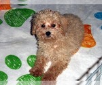 Small #6 Poodle (Toy)