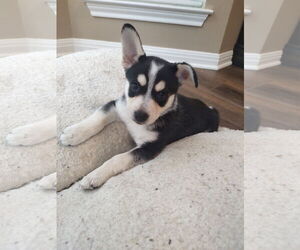 - Mix Dogs for adoption in The Woodlands, TX, USA