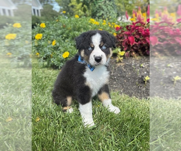 Medium Photo #4 Miniature Australian Shepherd Puppy For Sale in NOBLESVILLE, IN, USA