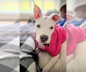 American Staffordshire Terrier-Unknown Mix Dogs for adoption in Rockaway, NJ, USA