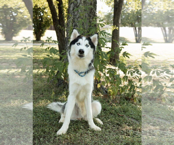 Medium Photo #2 Siberian Husky Puppy For Sale in Carrollton, TX, USA