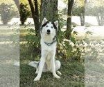 Small #1 Siberian Husky