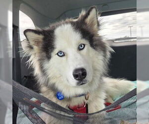 Siberian Husky Dogs for adoption in Omaha, NE, USA