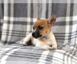 Small Photo #12 Jack Russell Terrier Puppy For Sale in LAKELAND, FL, USA