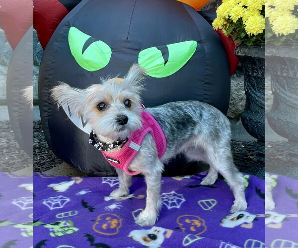 Medium Photo #7 Mutt Puppy For Sale in Allentown,, PA, USA