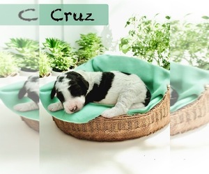 Bernedoodle-Poodle (Standard) Mix Puppy for sale in MENIFEE, CA, USA