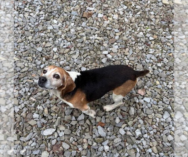 Medium Photo #6 Beagle Puppy For Sale in Rootstown, OH, USA
