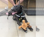 Small #3 American Pit Bull Terrier-German Shepherd Dog Mix