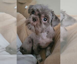 Shih Tzu-Unknown Mix Dogs for adoption in Andover, MN, USA