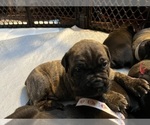Small Photo #4 Cane Corso Puppy For Sale in COLORADO SPRINGS, CO, USA