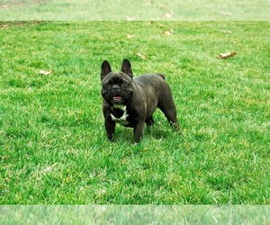 Mother of the French Bulldog puppies born on 07/13/2021